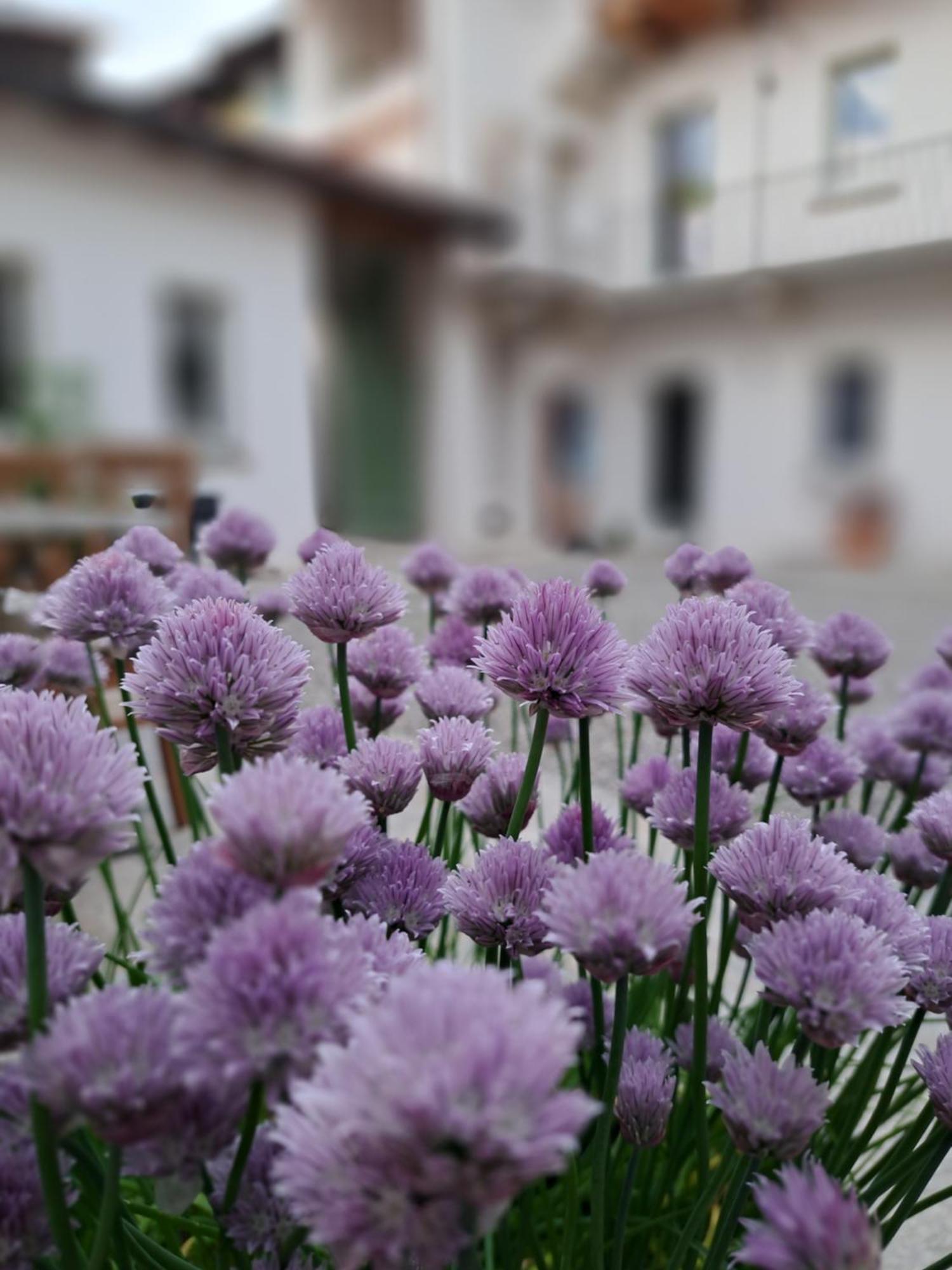 B&B Il Cortile Soriso Dış mekan fotoğraf